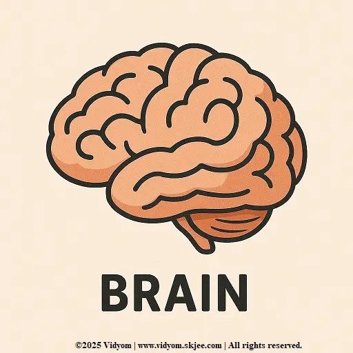 Simple brain diagram for children