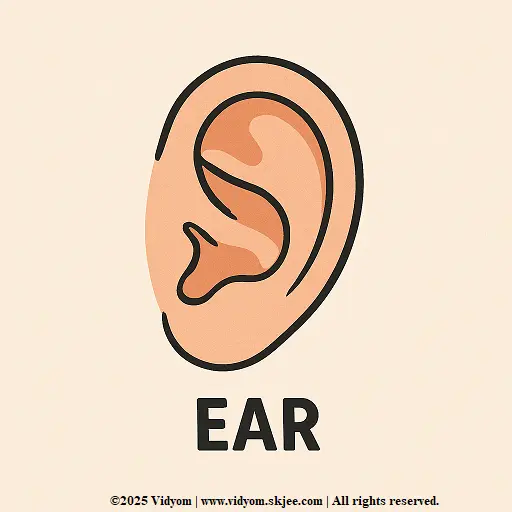 Ears body part for kids – human body parts picture