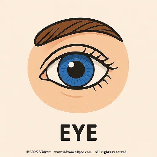 Eye body part for kids – parts of the body for kids picture