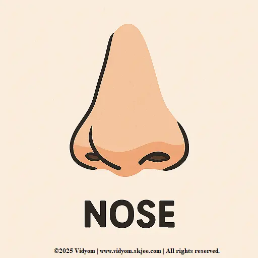Nose body part – body parts for kids illustration