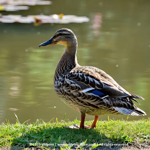 Farm birds for kids – duck picture with sound
