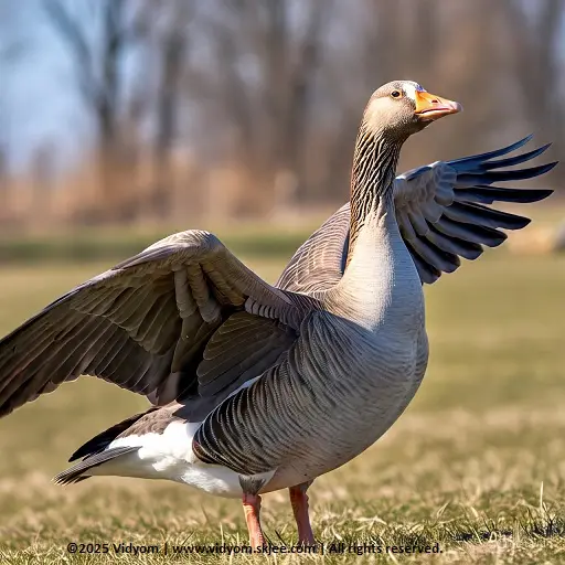 Farm birds for kids – goose picture with sound