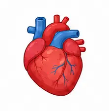 Human heart learning illustration for children
