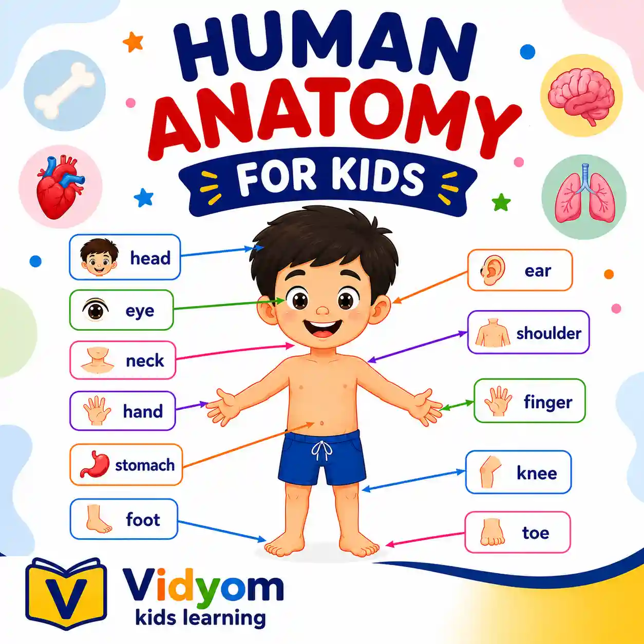 Children learning human anatomy including body parts heart eyes brain bones skin and teeth